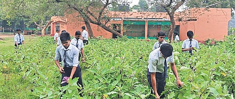 Students tending to their kitchen garden at PM Shri Jawahar Navodaya Vidyalaya in Veleru village of Bapulapadu mandal in Krishna District | Express
