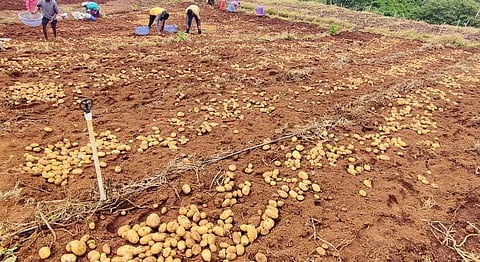 Mettupalayam's potato farmers worried as Thoothukudi port shut for export