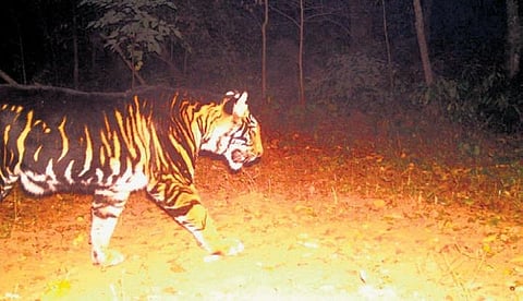 A melanistic tiger camera trapped during the tiger count exercise in Similipal tiger reserve recently | express