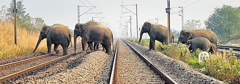 Herd consisting of seven elephants has been traced on the outskirts of Arthamvalasa under Komarada mandal. (Photo | Express)