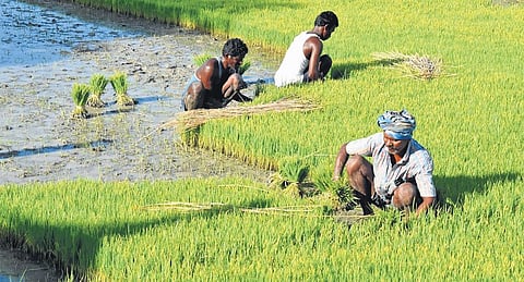 Farmers at work. Image used for representational purpose.  (Express)