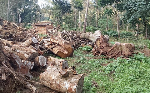 Thousands of trees felled across private estates in Kushalnagar taluk to make way for ginger crops. (Photo | Express)