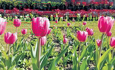FILE - Raj Niwas officials said on Tuesday tulips will be planted outside the NDMC area with double the number from last year.