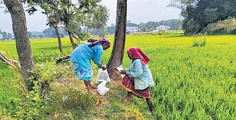 Workers at a paddy farm in Palakkad | A sanesh