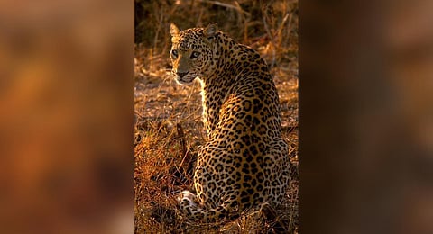 A leopard in Uttrakhand's Rajaji tiger reserve. (Photo | Dr Saket Badola)