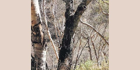 Uttarakhand: Bhojpatra forest faces existential threat 
