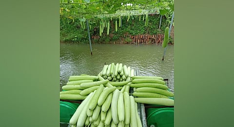 Hirod Patel uses a pond space to grow climbing vegetable plants. (Photo | Express)