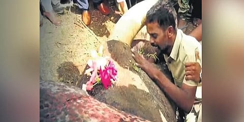 Karnataka: Misfired bullet hit Arjuna’s right leg, alleges mahout