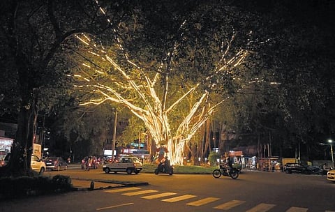 A banyan tree illuminated with LED strips at Sasthamangalam | Vincent Pulickal