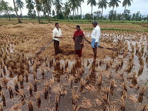 Damaged paddy crop at Yeleswaram in Kakinada district. (Express)