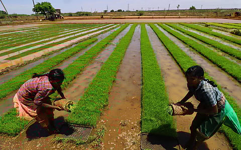 Image for representational purpose only. (File Photo | KK Sundar, EPS)