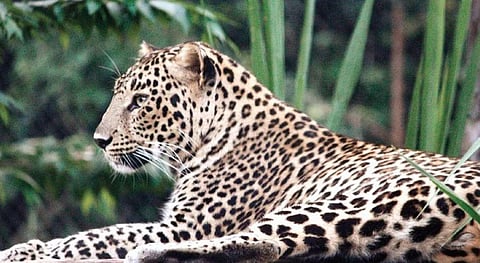 A leopard seen from a glass wall enclosure. Image used for representational purpose.
