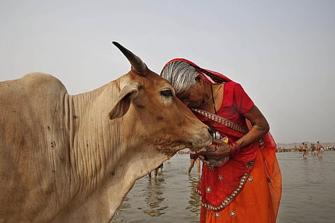A woman worships a cow as she offer prayers to the River Ganges, in Allahabad. (Photo | AP)