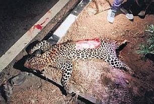 Carcass of a 3-year-old female leopard lies on a road in Indalwai mandal of Nizamabad district on Wednesday