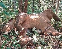 The carcass of the elephant| Express