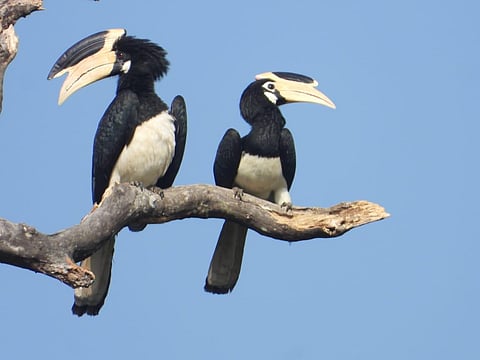 The Malabar-pied Hornbill (Photo | D M Indra)