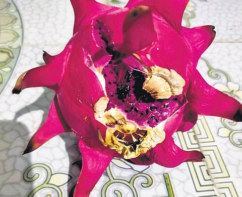 Software Engineer Sudharshanam Adhikari cultivating Dragon fruit | EXPRESS