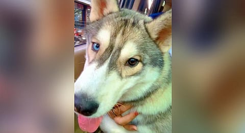 20-year-old turns a detective to bring her stolen Husky back