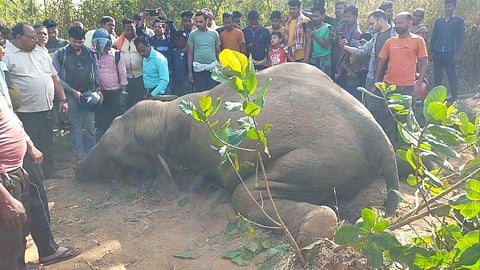 Carcass of the tusker found in Nua Bandha cashew jungle on Monday. (Photo | EPS)