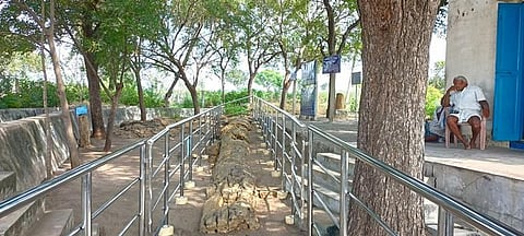 A 12 crore-year-old fossil wood tree is located at Sathanur village in Perambalur district. Express