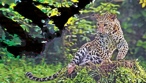 Leopards in India losing fear of humans, is it a virus?