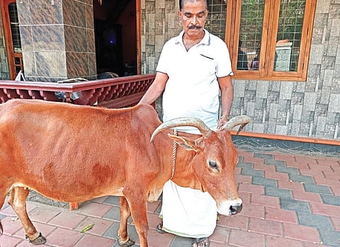 Venu with 33-year-old Vilwadri cow Sundari