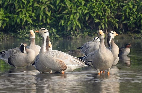 Migratory birds at Harike wetland in Punjab. (Photo | PTI)