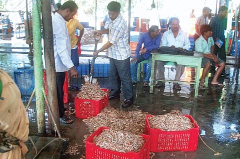 A shrimp market in Kendrapara  | Express
