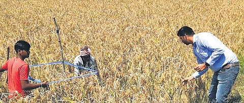 An expert inspecting ADT-52 crop variety at a field in Nagapattinam | Express