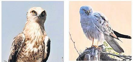 Short-toed snake eagle, Montagu’s harrier