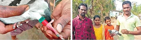 An injured pigeon, suspected to be a racing pigeon, with ring on its leg caught by the fishermen of Yetapaka village in ASR district on Sunday I express