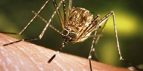 Two more kanyashram inmates test positive for Japanese Encephalitis