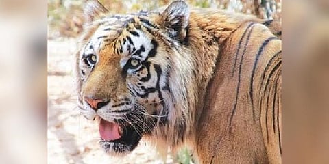 ‘Tiger killing’ claim creates ruckus in villages around Nallamala