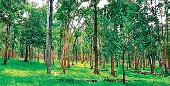 Sayappa of Vikarabad district holds three acres of land, assigned to him by the State government some 30 years ago.