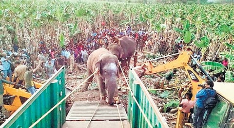 Kumki Chinnathambi pushing the makhna into truck | Express