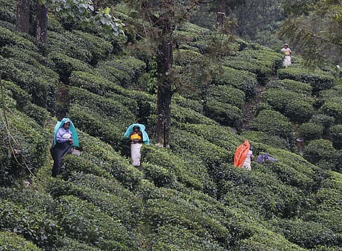Workers at a tea estate in Valparai, Tamil Nadu. (File Photo | S Senbagapandiyan, EPS)