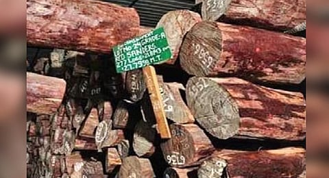 Odisha starts auction of red sanders, makes Rs 7 crore in first round