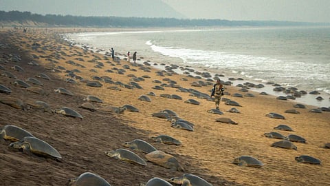 TN forest department to train fishermen on marine species rescue operations