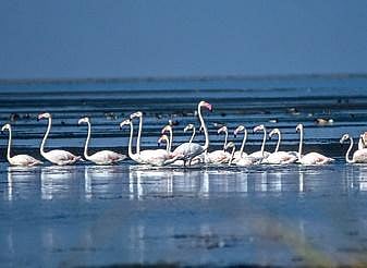 Flamingos at Chilika lake | Express
