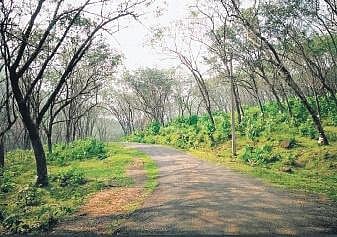 Pandupara Forest Road