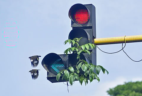 Image used for representational image  (Photo | B P Deepu, EPS)