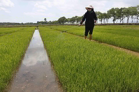 Farmers manage rice seedlings at the Namsa Co-op Farm of Rangnang District in Pyongyang, North Korea (Photo | AP)