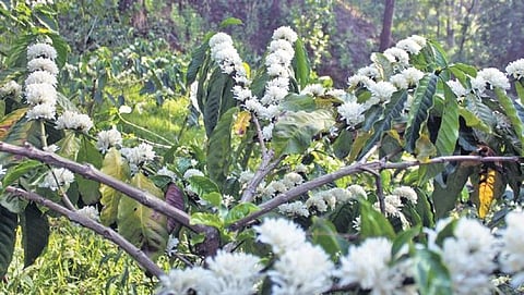 Many growers across the district have been forced to stop coffee-picking work as the plants have bloomed over two months prior to the blossoming season
