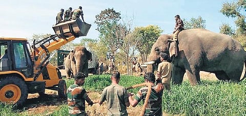 Forest officials capture a makhna elephant with the help of a kumki at Palacode in Dharmapuri district on Sunday | Express