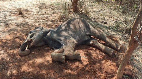 Elephant dies of Hepatitis in Sirumugai forest range in Tamil Nadu