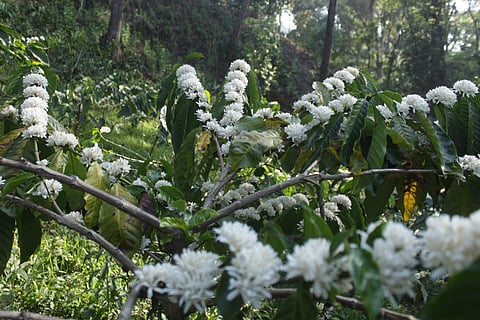 Image of blossomed coffee plants used for representational purposes only. (Photo | Special Arrangement)