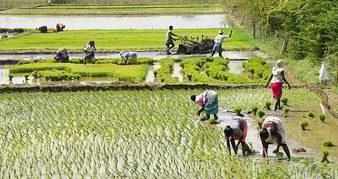 Farmers rejoice over Rs 800 crore allocation for restoring waterbodies in Ramanathapuram