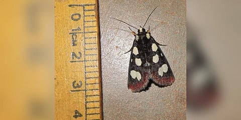 Mimeusemia ceylonica, a rare moth species which was last recorded in Sri Lanka 127 years ago, has been rediscovered now in Thoothukudi and Tirunelveli.