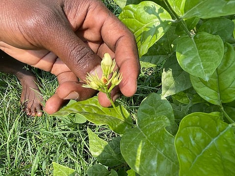A jasmine bud affected by budworm in Tiruchy on Saturday. | Express