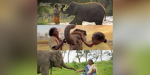 Stills from the Tamil documentary 'The Elephant Whisperers'. (Photo | Netflix Teitter)